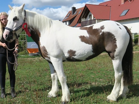 Romany Ghost Mare