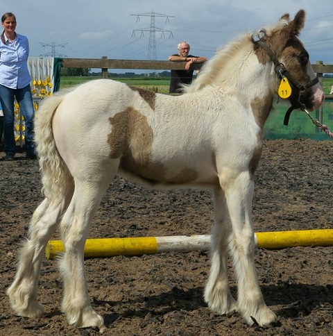 Yaede Crossland Horses